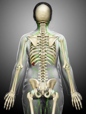 3D, tıbbi olarak bir kadın lenf sisteminin doğru bir çizimi.