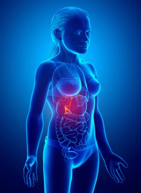 3D, kız organı safra kesesi anatomisinin tıbben doğru bir çizimi.