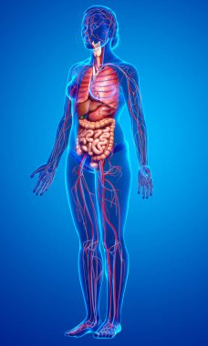 3D, kadın dolaşım sisteminin ve iç organlarının tıbben doğru bir gösterimi.