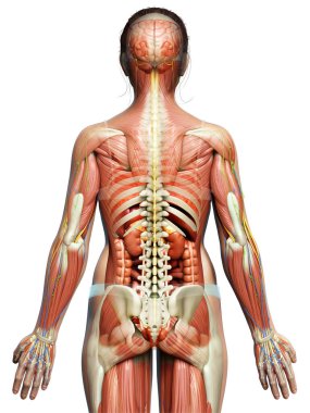 3D, tıbbi olarak erkek anatomisini doğruluyor.