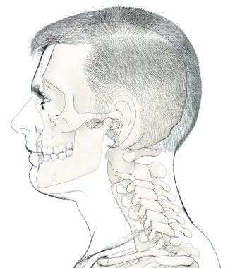 3D, erkek kafa anatomisini tıbben doğru gösteriyor.