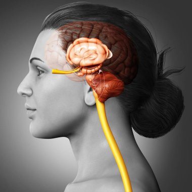 3D tıbbi olarak genç bir kadının beyin anatomisini gösteriyor.