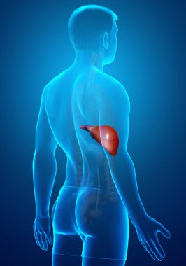 3 boyutlu, erkek karaciğer anatomisinin tıbben doğru çizimi