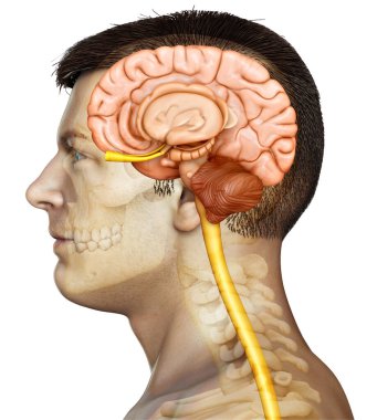 Erkek beyin anatomisinin 3 boyutlu tıbbi çizimi 