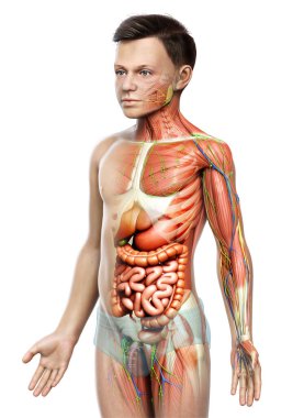 3D, tıbbi olarak erkek anatomisini doğruluyor.