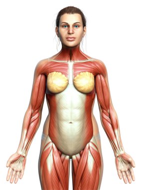 3D, kadın kas sisteminin tıbben doğru bir göstergesi.