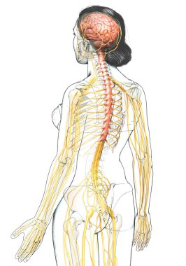 3D, tıbbi olarak bir kadın sinir sisteminin doğru bir örneği.