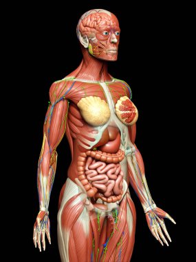 3D, tıbbi olarak kadın anatomisini doğruluyor.