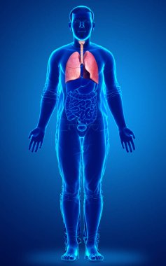 Erkek akciğer anatomisinin 3 boyutlu, tıbben doğru bir örneği.