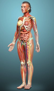 3D, tıbbi olarak kadın anatomisini doğruluyor.