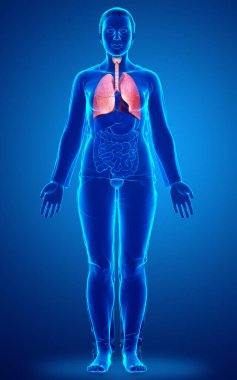 3 boyutlu, tıbbi olarak kadın akciğer anatomisini gösteriyor.