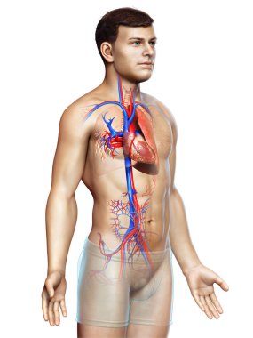 Erkek akciğer anatomisinin 3 boyutlu, tıbben doğru bir örneği.