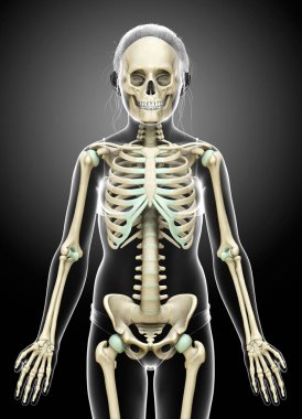 3 boyutlu, tıbbi olarak genç bir kızın iskelet sisteminin resmi.