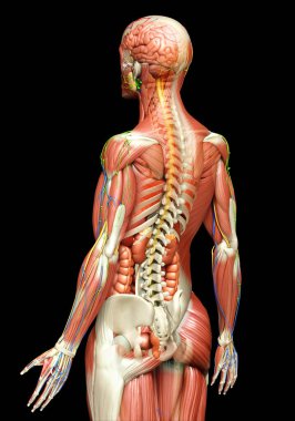 3D, tıbbi olarak erkek anatomisini doğruluyor.