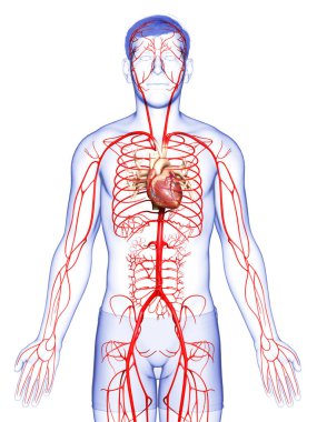 3D, erkek atardamarlarının tıbben doğru çizimi.