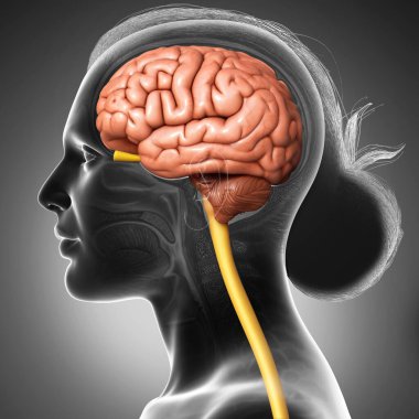 3D, kadın beyin anatomisini tıbben doğru gösteriyor.