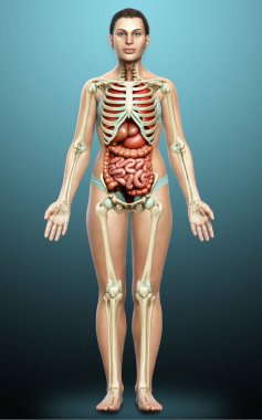 3D, kadın iç organlarının ve iskelet sisteminin tıbben doğru bir gösterimi.