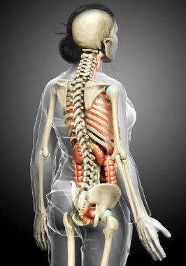 3D, kadın iç organlarının ve iskelet sisteminin tıbben doğru bir gösterimi.