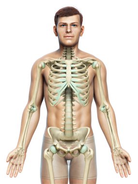 3D üretilmiş, tıbben doğru bir erkek iskelet sistemi.