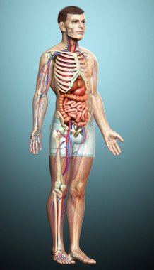3D, erkek iç organlarının, iskeletinin ve dolaşım sisteminin tıbben doğru bir çizimi.