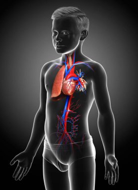 3D, tıbbi olarak genç bir çocuğun akciğer anatomisini gösteriyor.