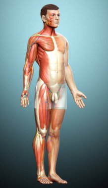 3D, erkek kas sisteminin tıbben doğru bir gösterimi.