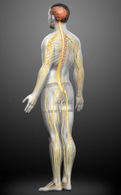 3D, bir erkek sinir sisteminin tıbbi olarak doğru bir gösterimi.