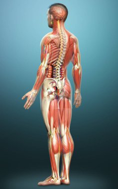 3D, tıbbi olarak erkek anatomisini doğruluyor.
