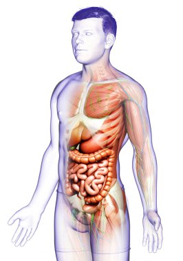 3D, tıbbi olarak erkek anatomisini doğruluyor.
