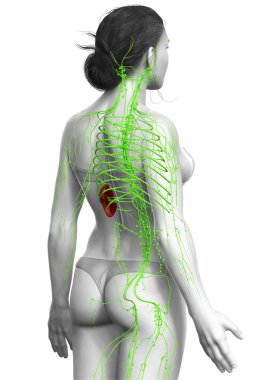 3D, tıbbi olarak bir kadın lenf sisteminin doğru bir çizimi.