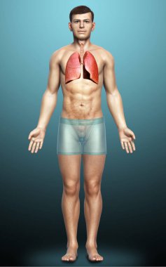 Erkek akciğer anatomisinin 3 boyutlu, tıbben doğru bir örneği.