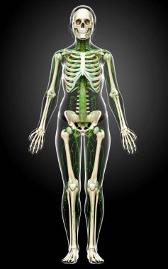 3D, tıbbi olarak bir kadın lenf sisteminin doğru bir çizimi.