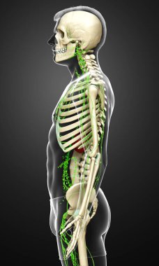 3D, erkek lenf sisteminin tıbben doğru bir çizimi.