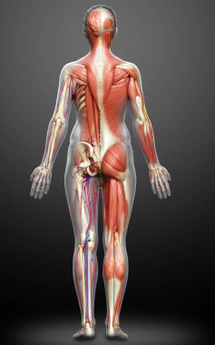 3D, tıbbi olarak kadın anatomisini doğruluyor.