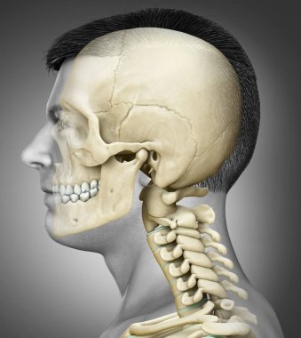 3 boyutlu, tıbben doğru, erkek kafatası ve boyun anatomisi.