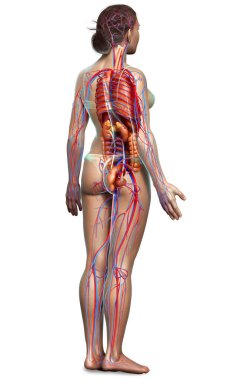 3d rendered medically accurate illustration of the female circulatory  system and internal organs clipart