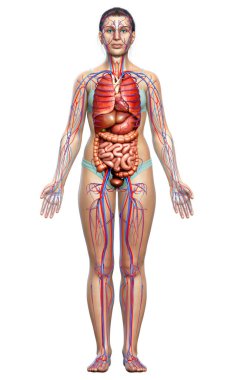 3D, kadın dolaşım sisteminin ve iç organlarının tıbben doğru bir gösterimi.
