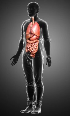 3D, erkek iç organlarının tıbben doğru çizimi. 