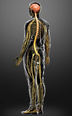 3d rendered medically accurate illustration of a male nervous system clipart