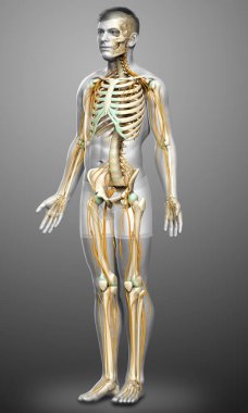 3D, sinir sistemi ve iskelet sisteminin tıbbi olarak doğru bir gösterimi.