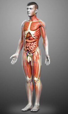 3D, tıbbi olarak erkek anatomisini doğruluyor.