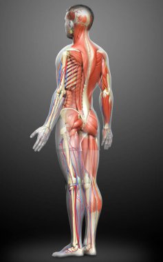 3D, tıbbi olarak erkek anatomisini doğruluyor.