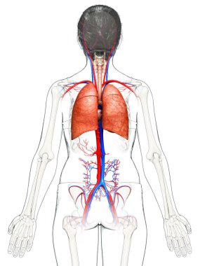 3 boyutlu, tıbbi olarak kadın akciğer anatomisini gösteriyor.
