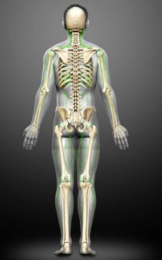 3D, erkek lenf sisteminin tıbben doğru bir çizimi.