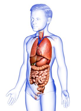 3D, erkek iç organlarının tıbben doğru bir çizimi. 