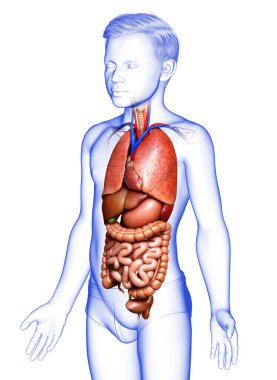 3D, genç bir çocuğun iç organlarının tıbben doğru bir çizimi. 