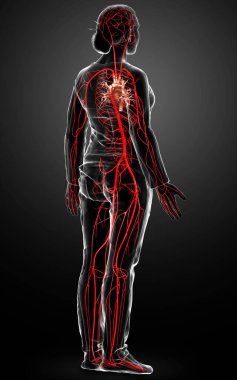 Dişi atardamarların tıbben doğru çizimi 3D