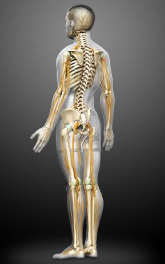 3D, sinir sistemi ve iskelet sisteminin tıbbi olarak doğru bir gösterimi.
