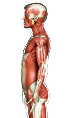 3D, erkek kas sisteminin tıbben doğru bir gösterimi.