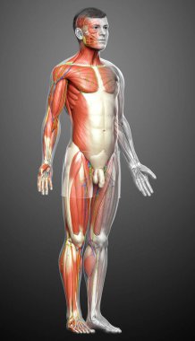 3D, erkek kas sisteminin tıbben doğru bir gösterimi.